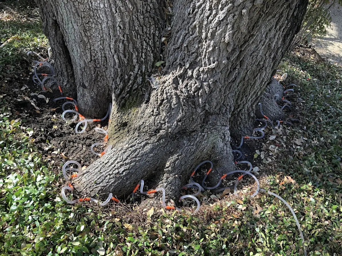 Detailed Tree Cabling and Bracing job site in Maricopa
